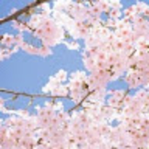 menomrose